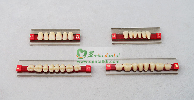 Two layer Acrylic Resin Teeth